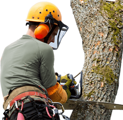 tree removal Chilliwack