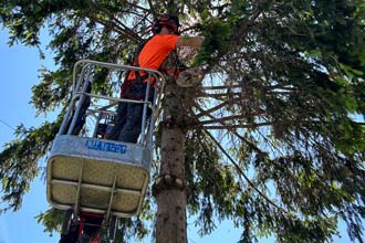 Wilson Tree Service Tree Trimming and Pruning